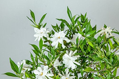 Perfect Plants Frostproof Gardenia Live Plant, 1 Gallon Pot - Image 5