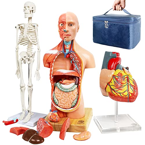 EVOTECH SCIENTIFIC Human Body Skeleton and Heart ModelsBest Anatomy Model Bundle Set of 3 Handson 3D Model Study Tools for Medical Student Teacher - Image 1