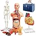 EVOTECH SCIENTIFIC Human Body Skeleton and Heart ModelsBest Anatomy Model Bundle Set of 3 Handson 3D Model Study Tools for Medical Student Teacher - Image 4