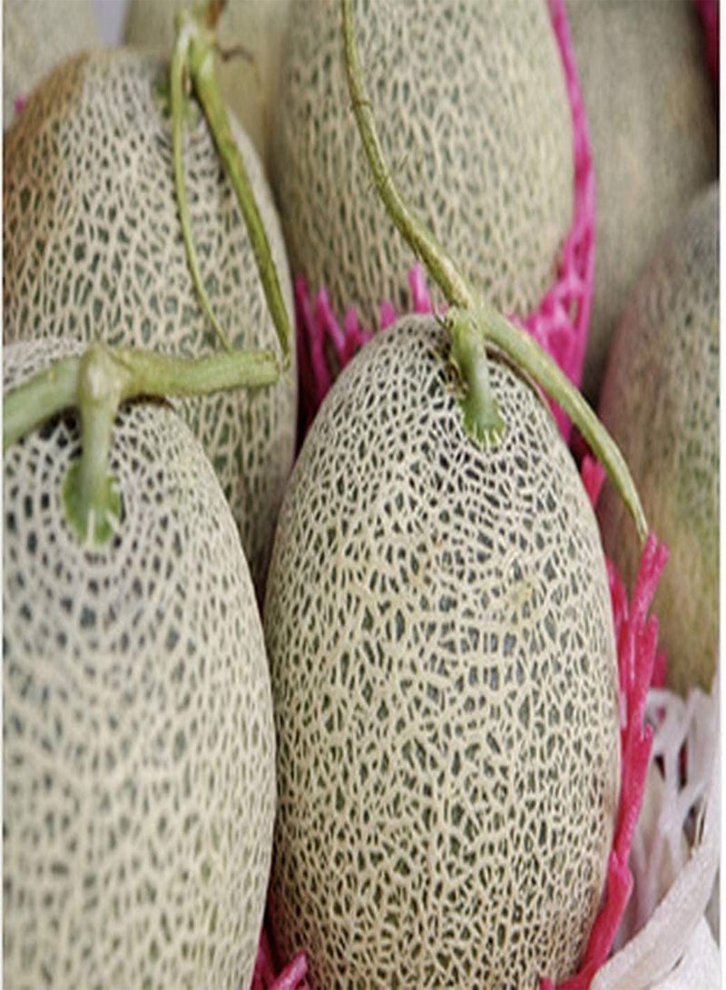 GGOOT 30 Cantaloupe Samen saftiges Fruchtfleisch frischer Duft gentechnikfrei Heirloom Samen die im Garten gepflanzt Werden geeignet für Anfänger um das Interesse am Pflanzen zu wecken - Image 3