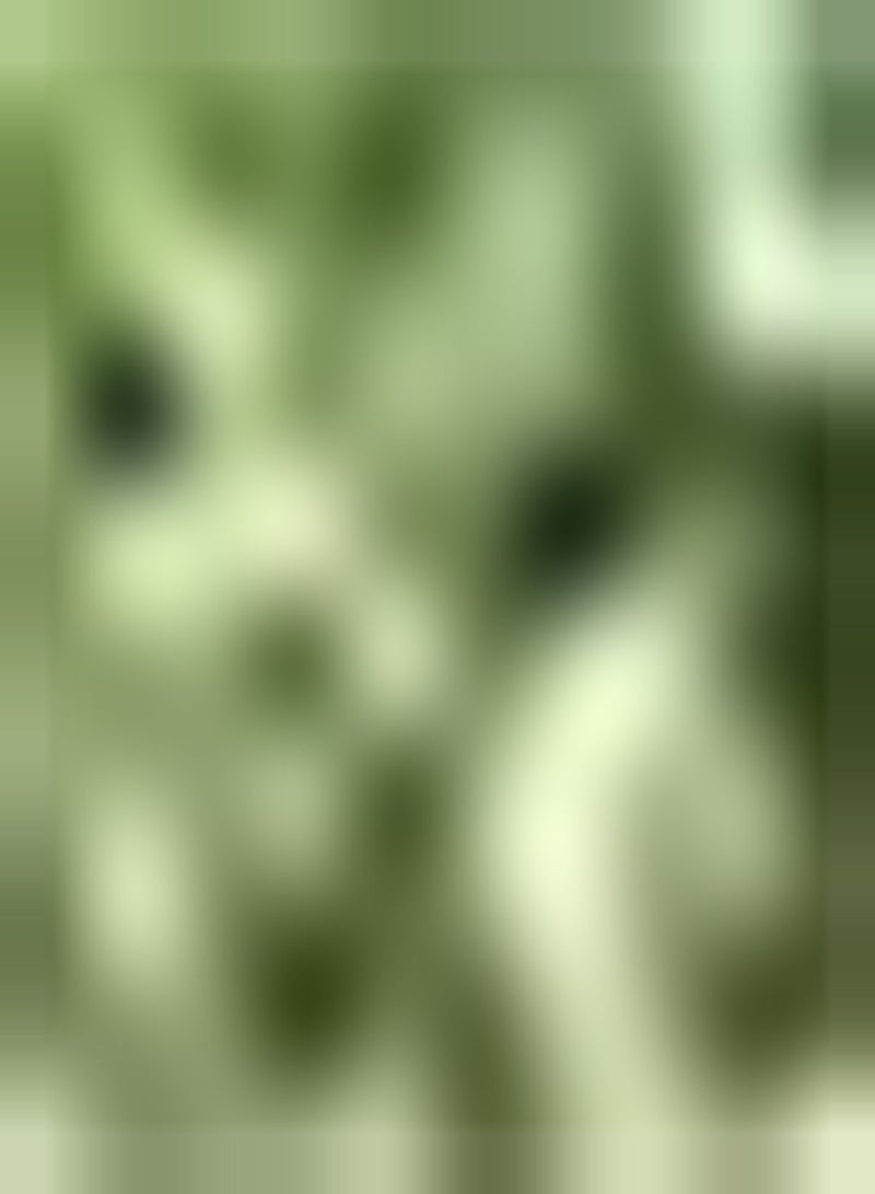 GGOOT 30 Cantaloupe Samen saftiges Fruchtfleisch frischer Duft gentechnikfrei Heirloom Samen die im Garten gepflanzt Werden geeignet für Anfänger um das Interesse am Pflanzen zu wecken - Image 2