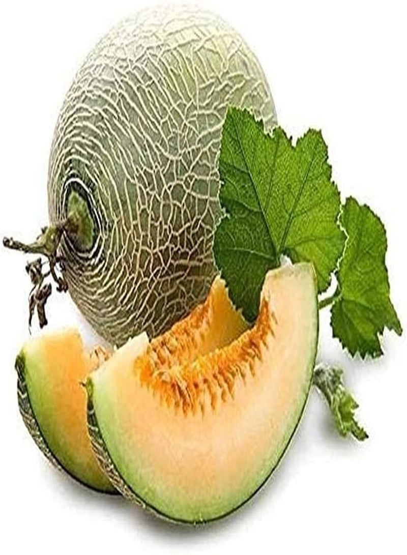 GGOOT 30 Cantaloupe Samen saftiges Fruchtfleisch frischer Duft gentechnikfrei Heirloom Samen die im Garten gepflanzt Werden geeignet für Anfänger um das Interesse am Pflanzen zu wecken - Image 1
