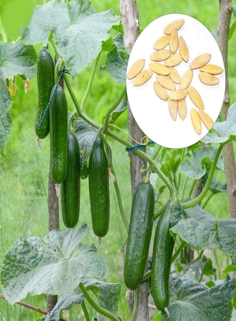 GGOOT Flower Seeds for Planting 40Pcs/Bag Cucumber Seeds Juicy Rich Vitamins Green High Germination Fruit Seeds for Garden Cucumber Seeds Juicy for Garden - Image 1