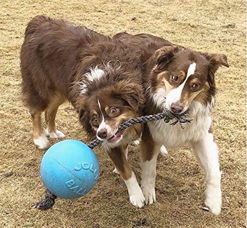 Jolly Pets Romp-n-Roll Rope and Ball Dog Toy, 8 Inches/Large, Blueberry, All Breed Sizes - Image 2
