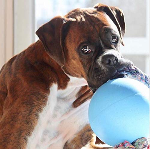 Jolly Pets Romp-n-Roll Rope and Ball Dog Toy, 8 Inches/Large, Blueberry, All Breed Sizes - Image 3