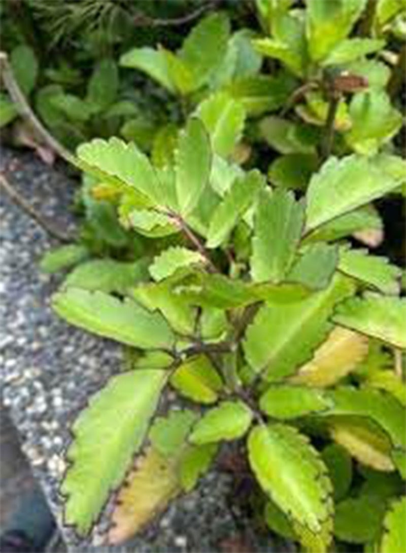 GGOOT New Fresh 10pcs Kalanchoe Pinnata Plant Seeds  - Image 2