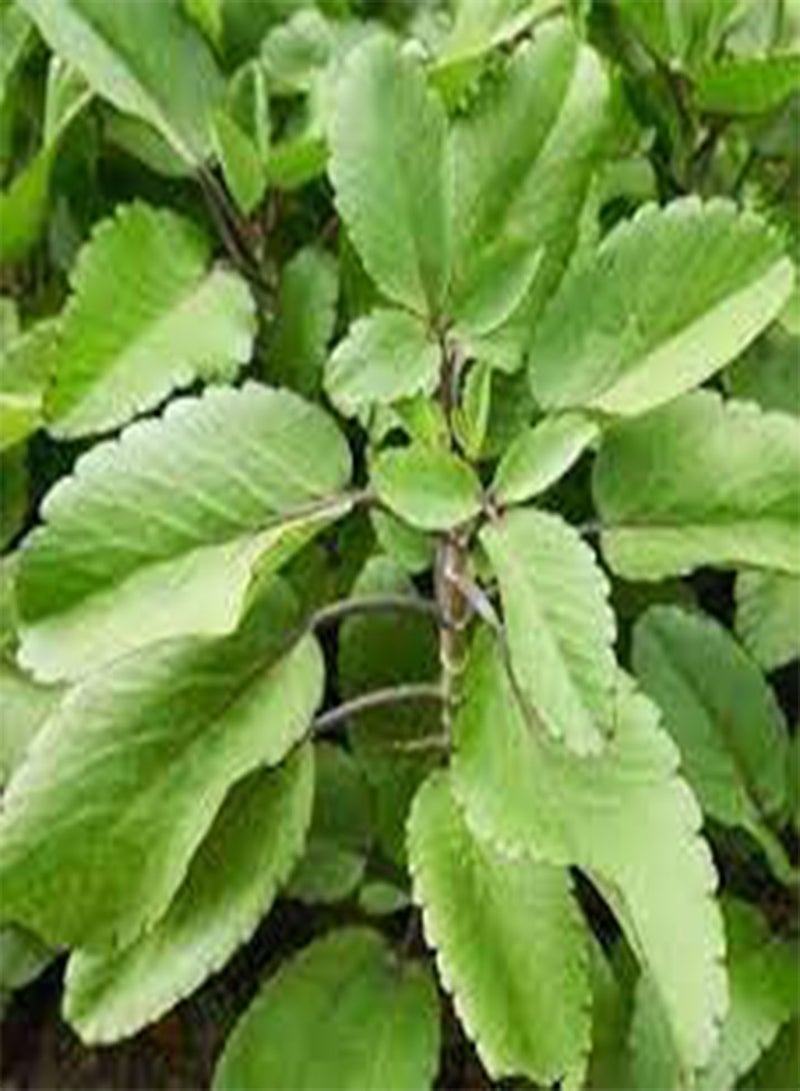 GGOOT New Fresh 10pcs Kalanchoe Pinnata Plant Seeds  - Image 1