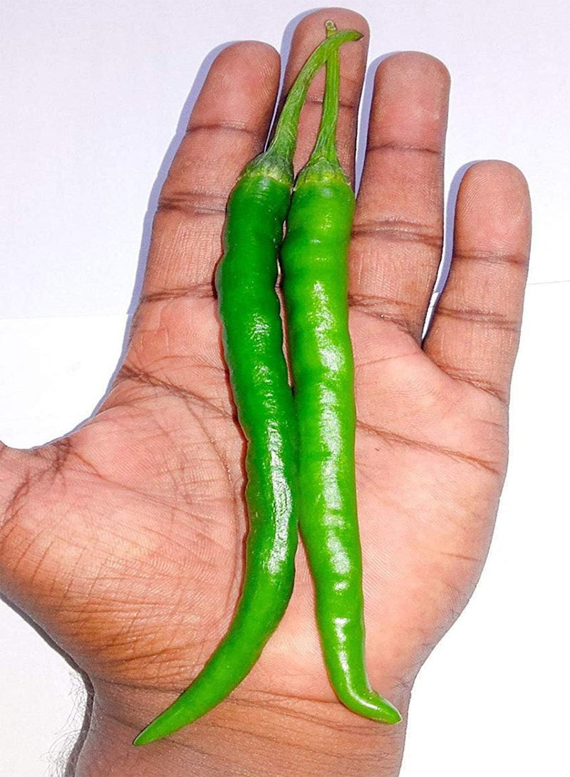 10 Pusa Jwala Hot Indian Finger Chilli Seeds Used in Indian Cooking