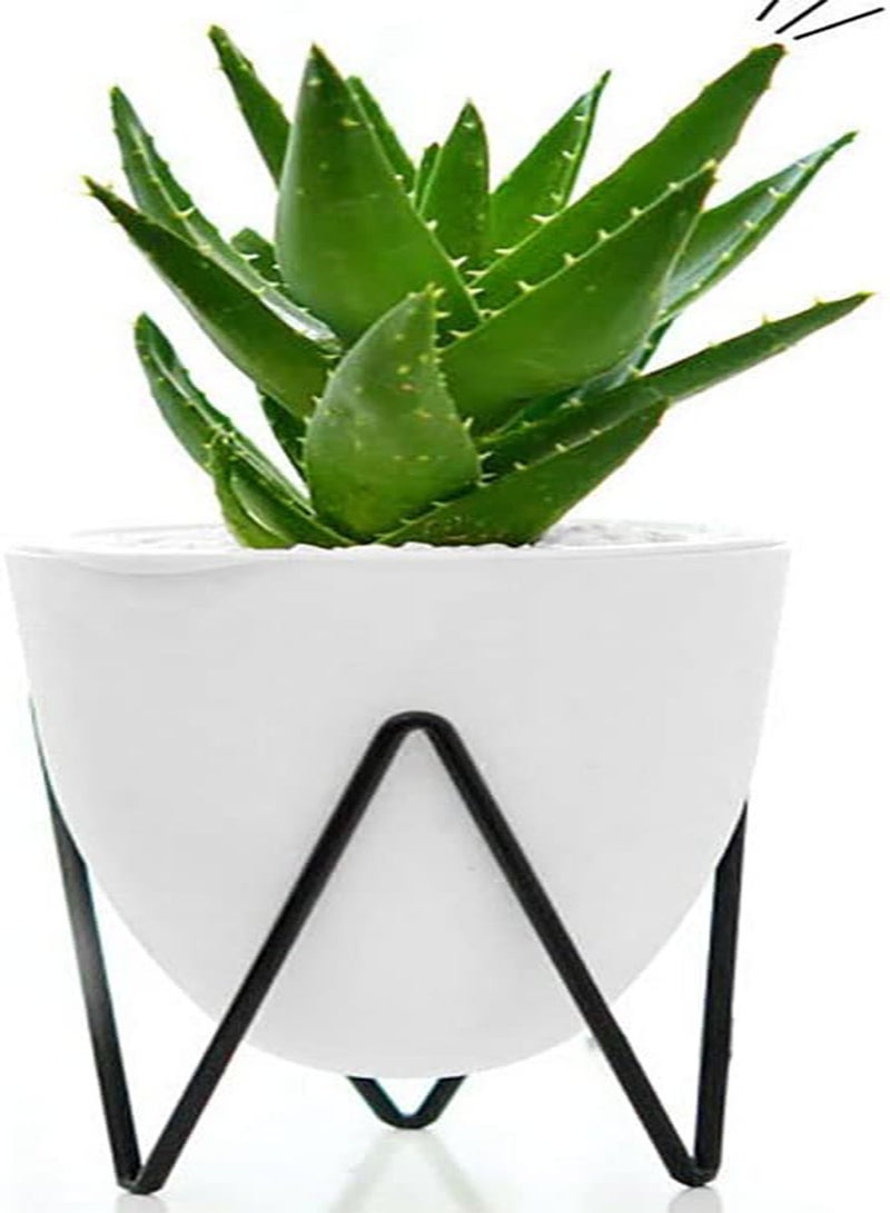 GGOOT 100Pcs Aloe Plant Seeds Home Outdoor Garden Yard Easy Growing Seedlings Kit Aloe Seeds 1 - Image 5