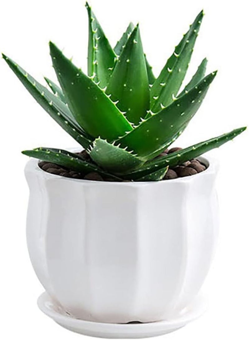 GGOOT 100Pcs Aloe Plant Seeds Home Outdoor Garden Yard Easy Growing Seedlings Kit Aloe Seeds 1 - Image 1