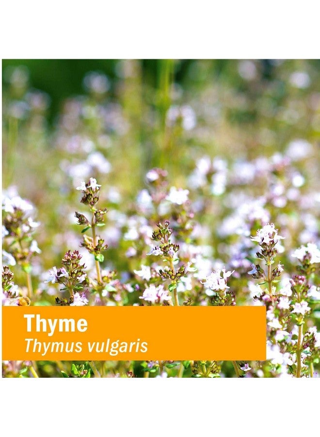 HERB PHARM Certified Organic Thyme Liquid Extract For Respiratory System Support 1 Ounce Dthyme01 - Image 2