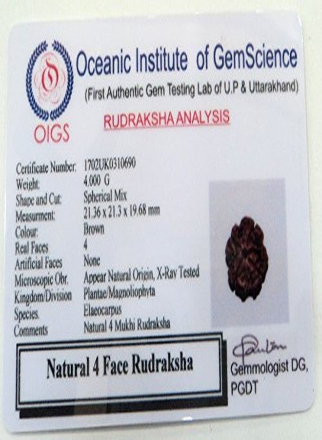 Maalavya Four Face Rudraksha (4 Mukhi Rudraksh) with Certificate - Image 3