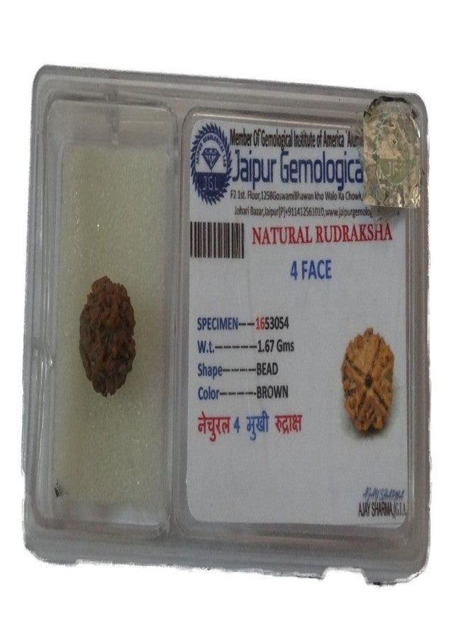 Maalavya Four Face Rudraksha (4 Mukhi Rudraksh) with Certificate - Image 2