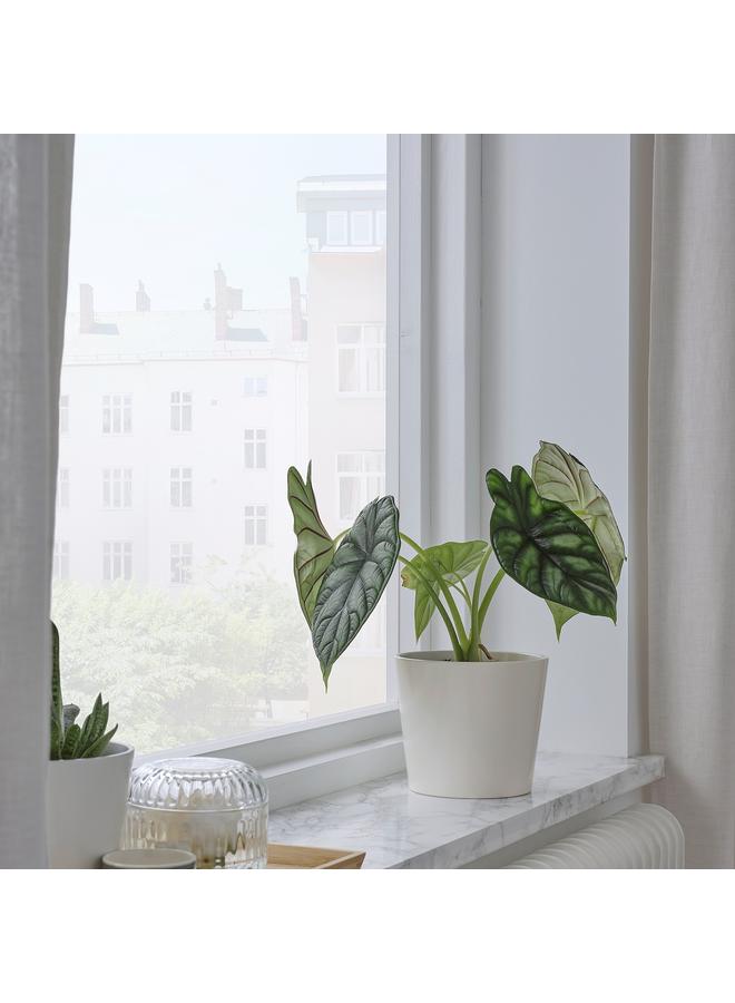 زبون وعاء نباتات، أبيض، 12 سم - Image 5