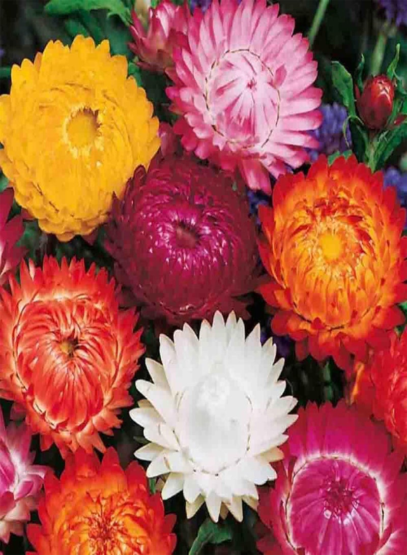 جي جوت 50 بذرة متنوعة من زهور الفراولة القزمة، نباتات سنوية دائمة الخضرة من المملكة المتحدة - Image 3