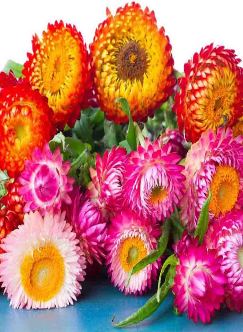 جي جوت 50 بذرة متنوعة من زهور الفراولة القزمة، نباتات سنوية دائمة الخضرة من المملكة المتحدة - Image 4