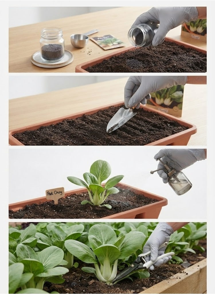 بذور الخضروات باك تشوي - Image 2