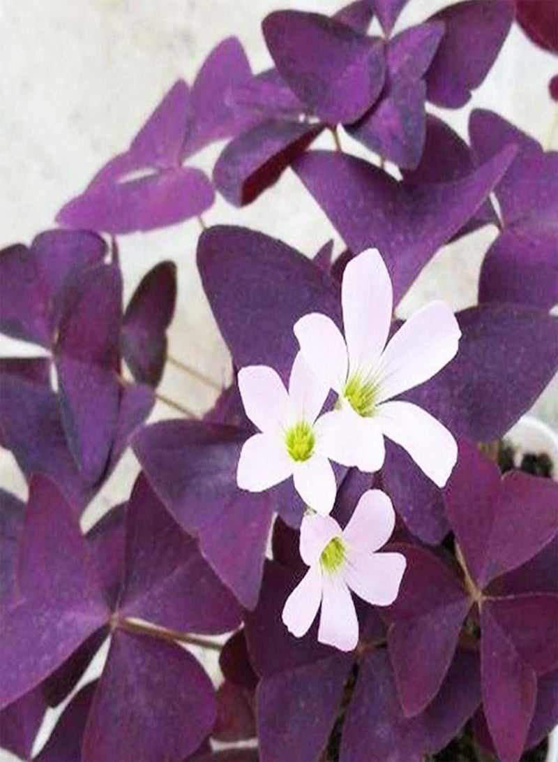 جي جوت بذور 200 قطعة بذور نباتات متكتلة غير معدلة وراثيًا بذور حميض طبيعية نابضة بالحياة أرجوانية اللون مستلزمات الحدائق أرجوانية اللون - Image 2