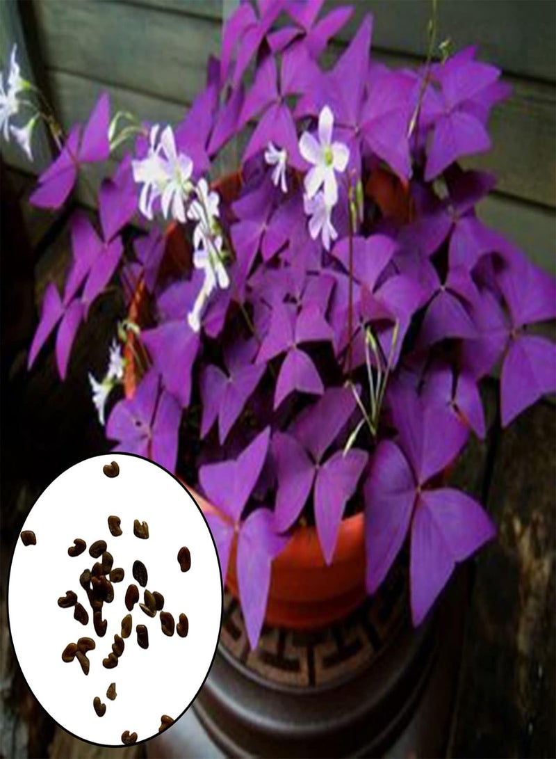 جي جوت بذور 200 قطعة بذور نباتات متكتلة غير معدلة وراثيًا بذور حميض طبيعية نابضة بالحياة أرجوانية اللون مستلزمات الحدائق أرجوانية اللون - Image 1