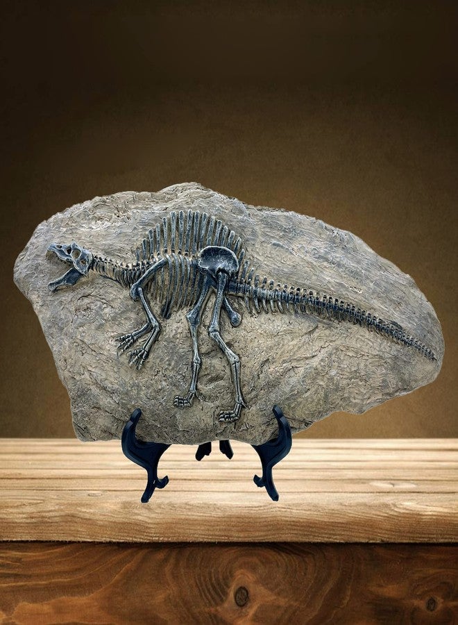 XINDAM Resin Spinosaurus Dinosaur Fossil Statue Model Simulated Skeleton Home Office Display Decorative Craft Box Decoration (Style 8) - Image 2