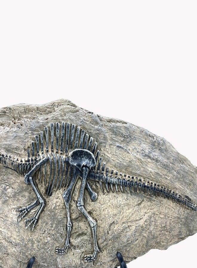 XINDAM Resin Spinosaurus Dinosaur Fossil Statue Model Simulated Skeleton Home Office Display Decorative Craft Box Decoration (Style 8) - Image 5