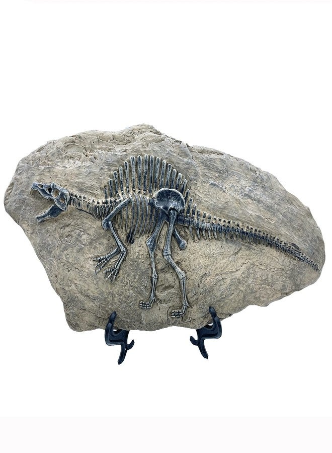 XINDAM Resin Spinosaurus Dinosaur Fossil Statue Model Simulated Skeleton Home Office Display Decorative Craft Box Decoration (Style 8) - Image 3