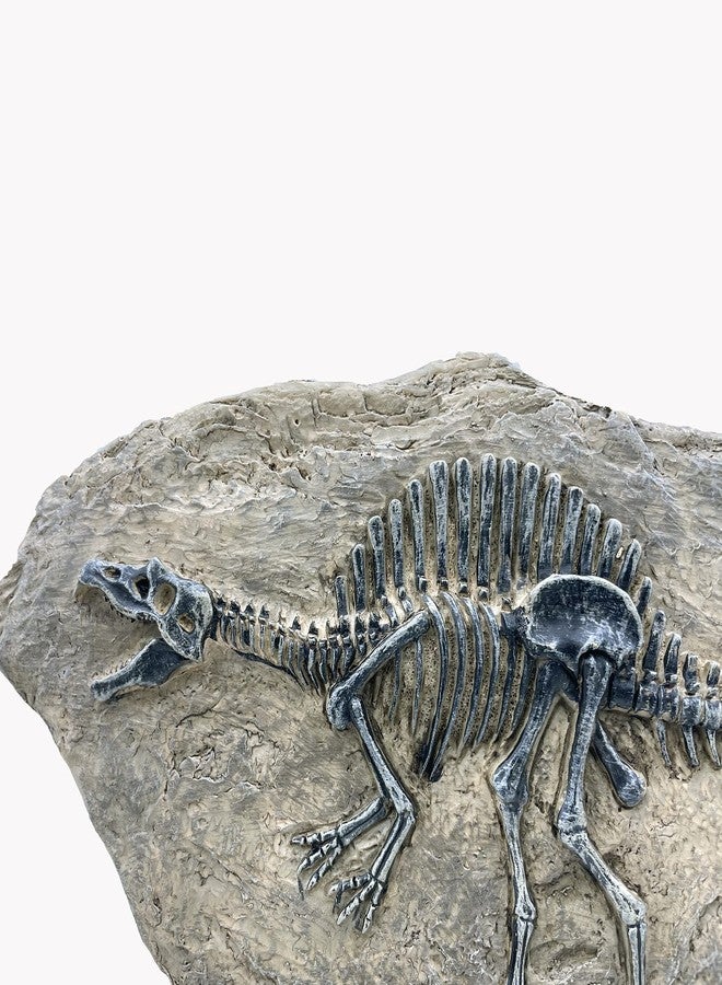 XINDAM Resin Spinosaurus Dinosaur Fossil Statue Model Simulated Skeleton Home Office Display Decorative Craft Box Decoration (Style 8) - Image 4
