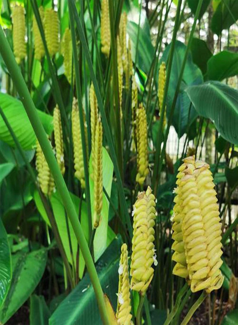 GGOOT Plant Seed 20Pcs/Bag Calathea Crotalifera Seeds Decorative Non GMO Full of Vitality Natural Calathea Crotalifera Seedlings for Garden - Seed - Image 4