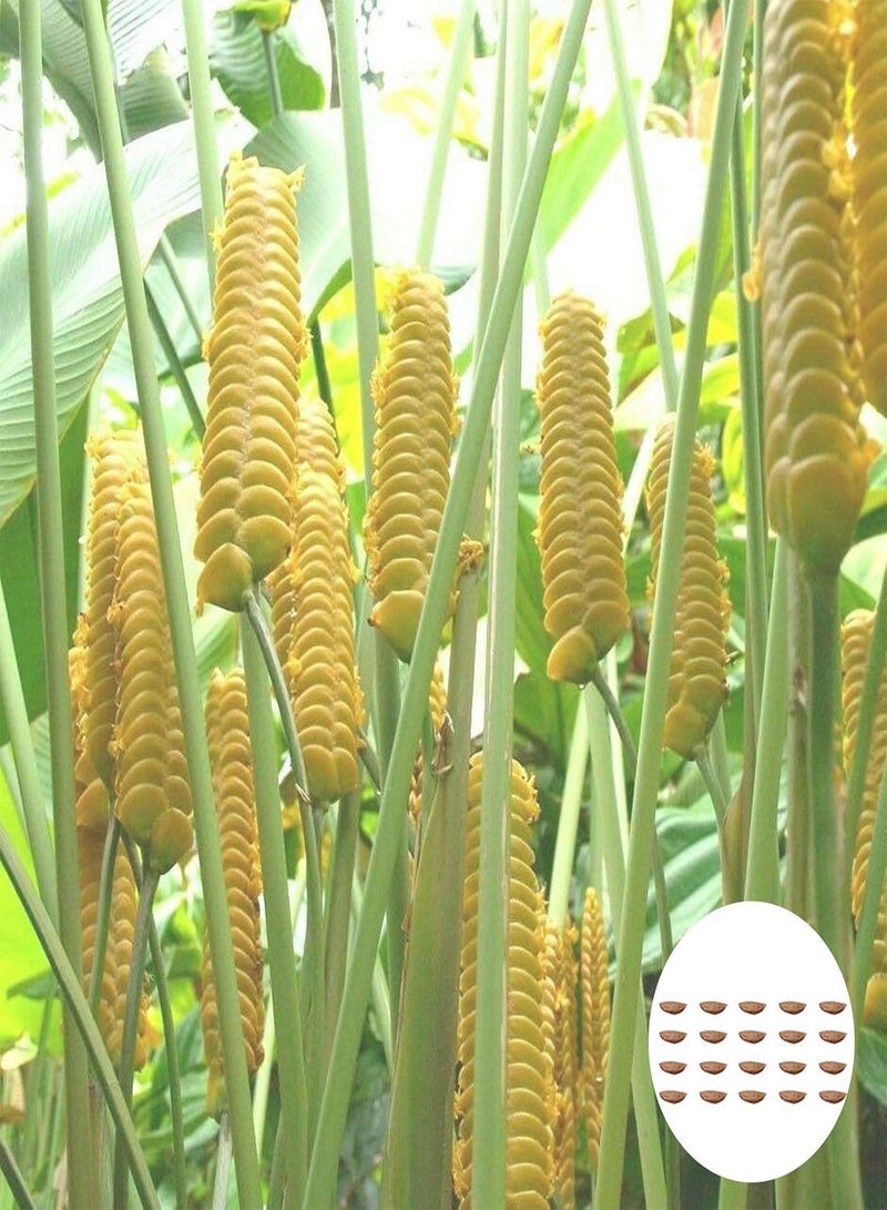 GGOOT Plant Seed 20Pcs/Bag Calathea Crotalifera Seeds Decorative Non GMO Full of Vitality Natural Calathea Crotalifera Seedlings for Garden - Seed - Image 1