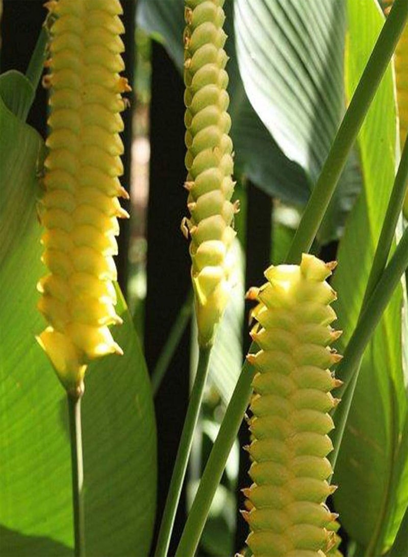 GGOOT Plant Seed 20Pcs/Bag Calathea Crotalifera Seeds Decorative Non GMO Full of Vitality Natural Calathea Crotalifera Seedlings for Garden - Seed - Image 3