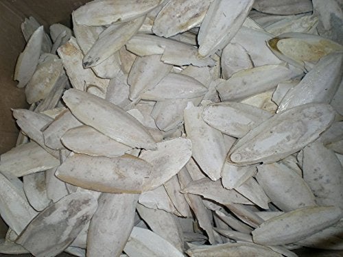 عظم الحبار للطيور | منتج كالسيوم طبيعي (250 جرام)