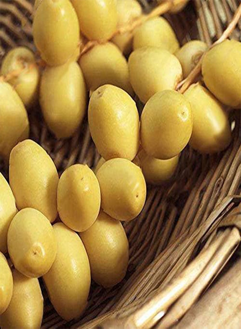 GGOOT 10Pcs/Bag Rare Medjool Date Seeds Sweet Organic Fruit Seeds Natural Date Palm Tree Seeds - Image 1