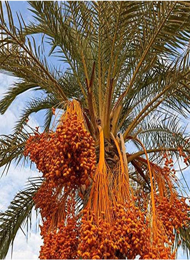 10Pcs/Bag Rare Medjool Date Seeds Sweet Organic Fruit Seeds Natural Date Palm Tree Seeds - pzsku/ZA88306CF6BC8068C05C3Z/45/_/1734622140/1b4004d0-8b2d-4e56-8f01-57bab35bbd07