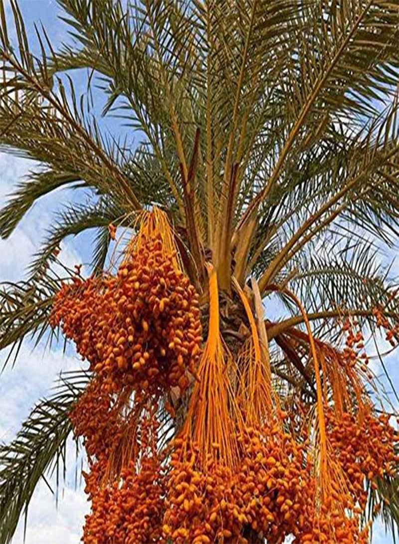 GGOOT 10Pcs/Bag Rare Medjool Date Seeds Sweet Organic Fruit Seeds Natural Date Palm Tree Seeds - Image 4
