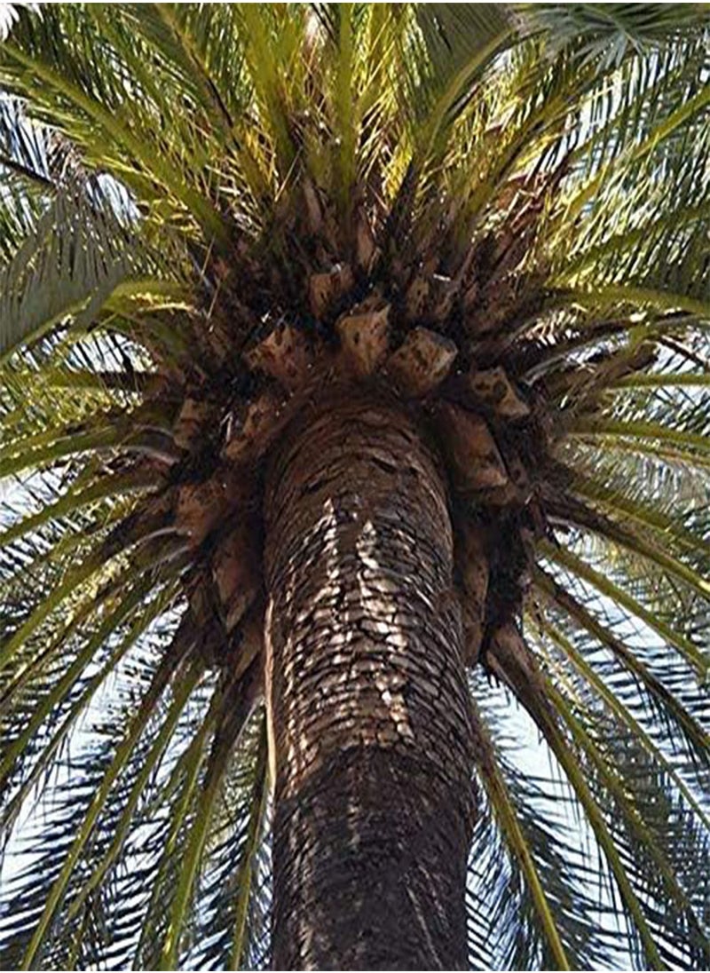 10Pcs/Bag Rare Medjool Date Seeds Sweet Organic Fruit Seeds Natural Date Palm Tree Seeds - pzsku/ZA88306CF6BC8068C05C3Z/45/_/1734622142/dd60d263-fb7e-4835-861a-b4acd8e3666e