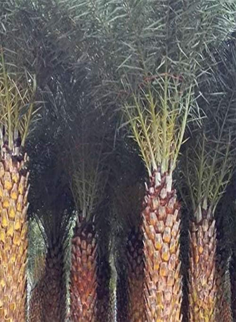GGOOT 10Pcs/Bag Rare Medjool Date Seeds Sweet Organic Fruit Seeds Natural Date Palm Tree Seeds - Image 5