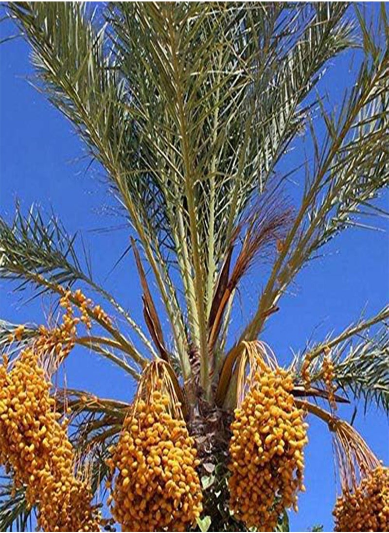 10Pcs/Bag Rare Medjool Date Seeds Sweet Organic Fruit Seeds Natural Date Palm Tree Seeds - pzsku/ZA88306CF6BC8068C05C3Z/45/_/1734622150/5137a1b5-1d13-493d-af3f-818633b468cd