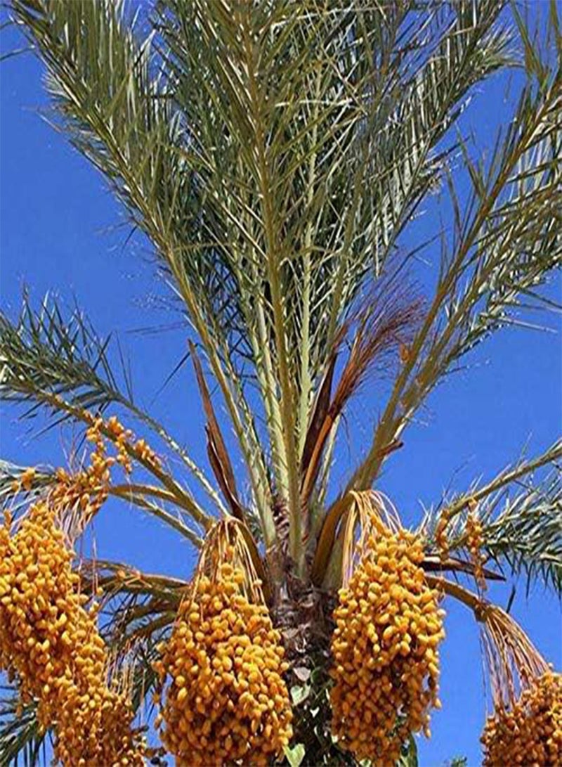 GGOOT 10Pcs/Bag Rare Medjool Date Seeds Sweet Organic Fruit Seeds Natural Date Palm Tree Seeds - Image 2