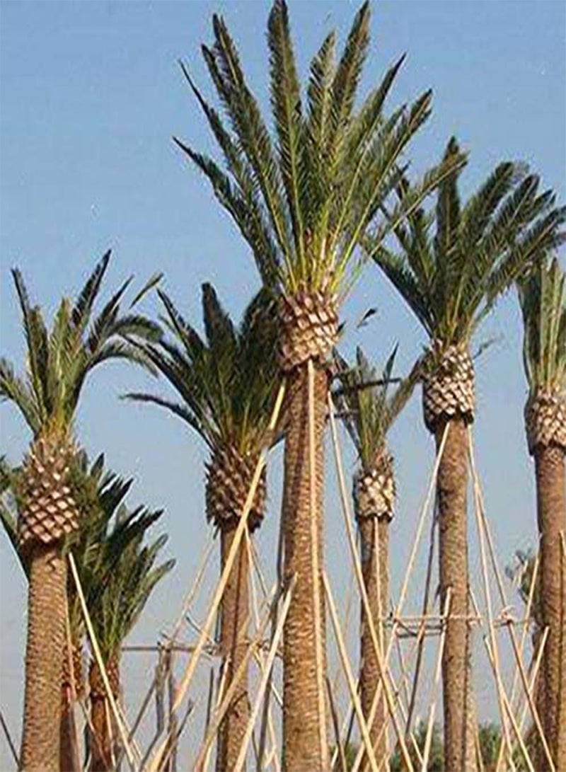 GGOOT 10Pcs/Bag Rare Medjool Date Seeds Sweet Organic Fruit Seeds Natural Date Palm Tree Seeds - Image 3