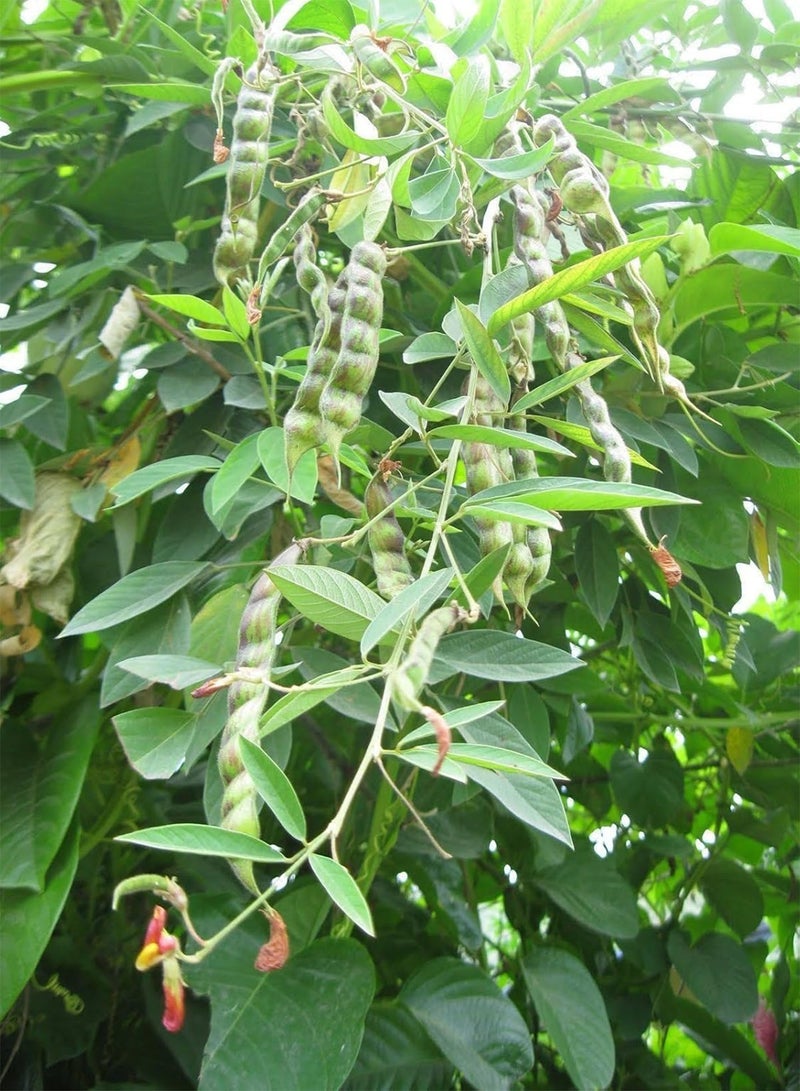 جي جوت 2 رطل من بازلاء الحمام، المعروفة باسم /Gandules/Jamaican Gungo/Congo - بذور تراثية - Image 4