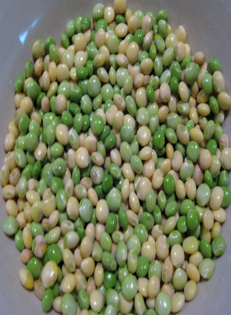 جي جوت 2 رطل من بازلاء الحمام، المعروفة باسم /Gandules/Jamaican Gungo/Congo - بذور تراثية - Image 2