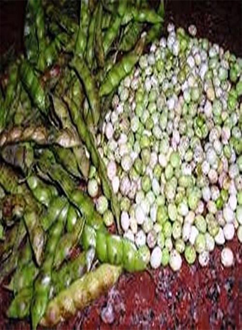 جي جوت 2 رطل من بازلاء الحمام، المعروفة باسم /Gandules/Jamaican Gungo/Congo - بذور تراثية - Image 5