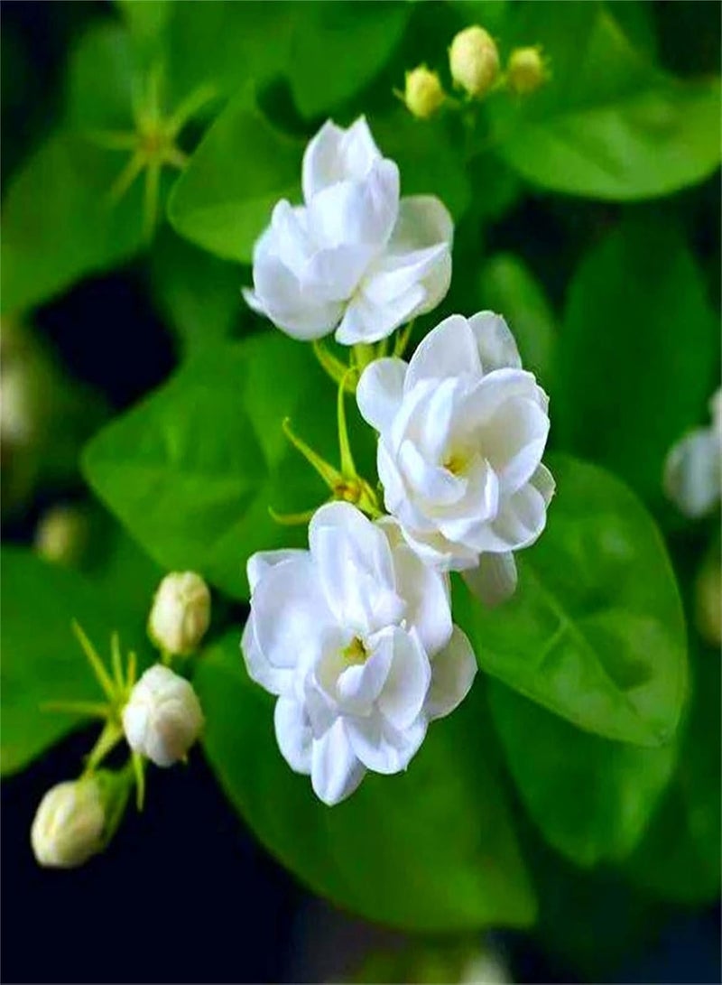 GGOOT Scented Jasmine Seeds/Charming Fragrance/Heirloom Garden Seeds/Aromatic Plants/Absolutely Beautiful Flower Seed/Organic Planting Beautify The Environment-100 Seeds - Image 1