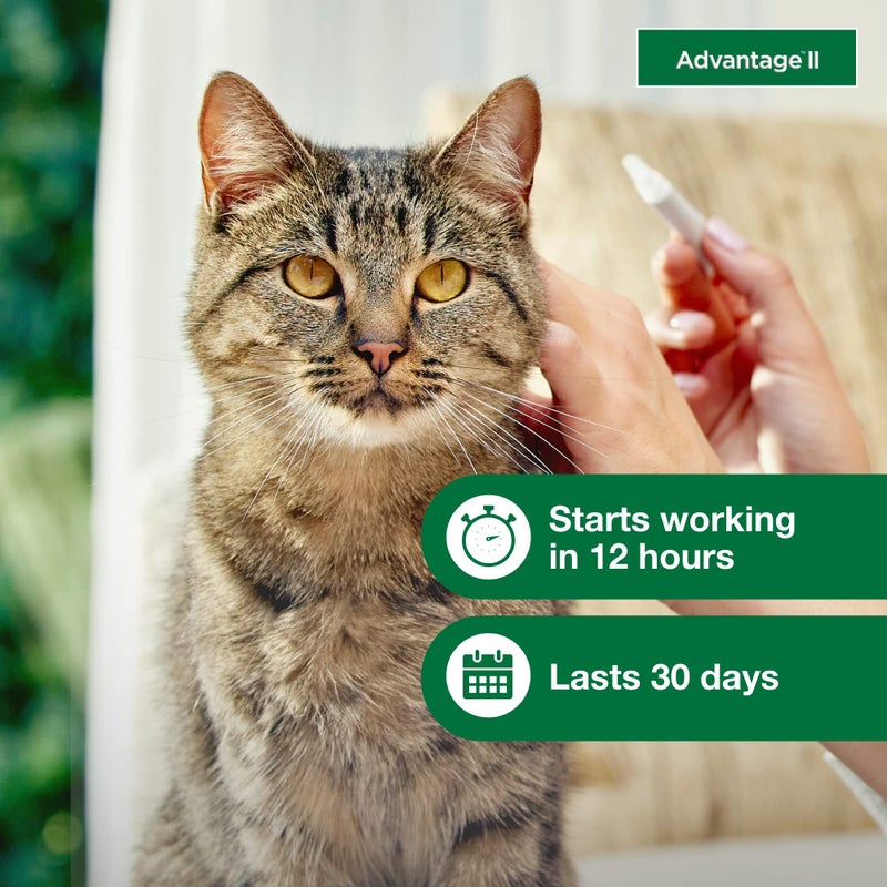 Advantage II Large Cat Vet-Recommended Flea Treatment & Prevention | Cats Over 9 lbs. | 6-Month Supply - Image 5