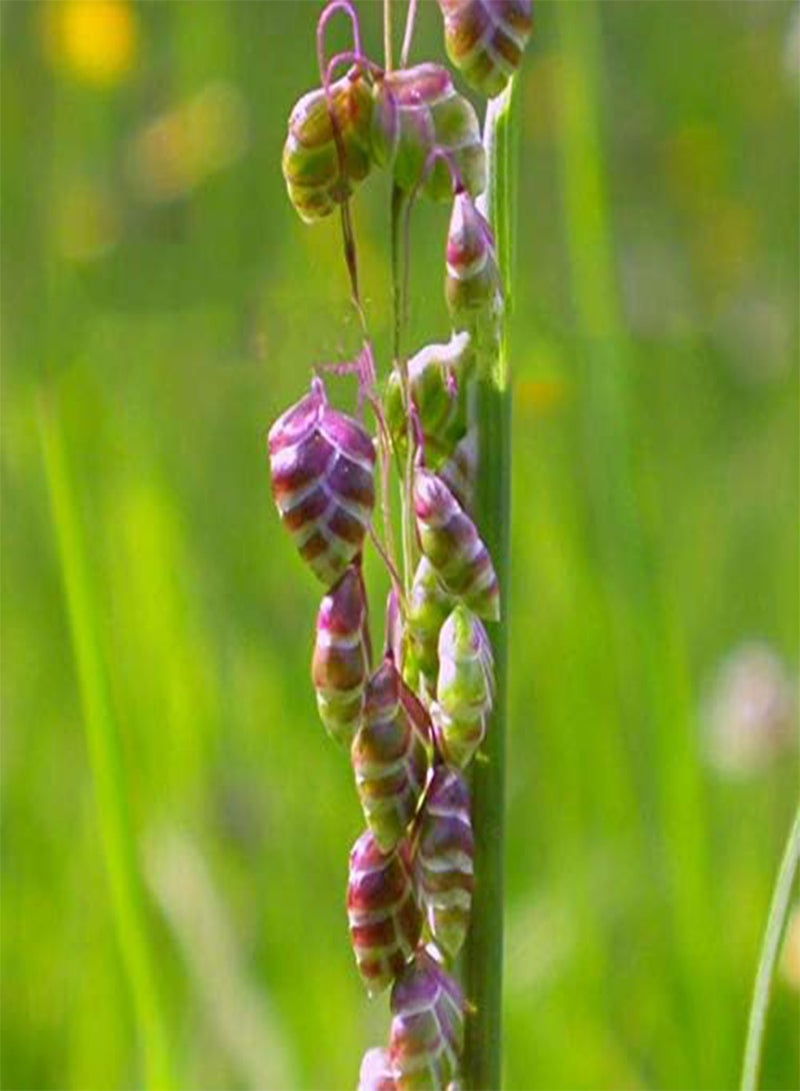 جي جوت بذور عشبة بونساي من إيجرو بريزا ميديا، عبوة من 100 قطعة، مناسبة لنباتات الحدائق المنزلية - Image 1