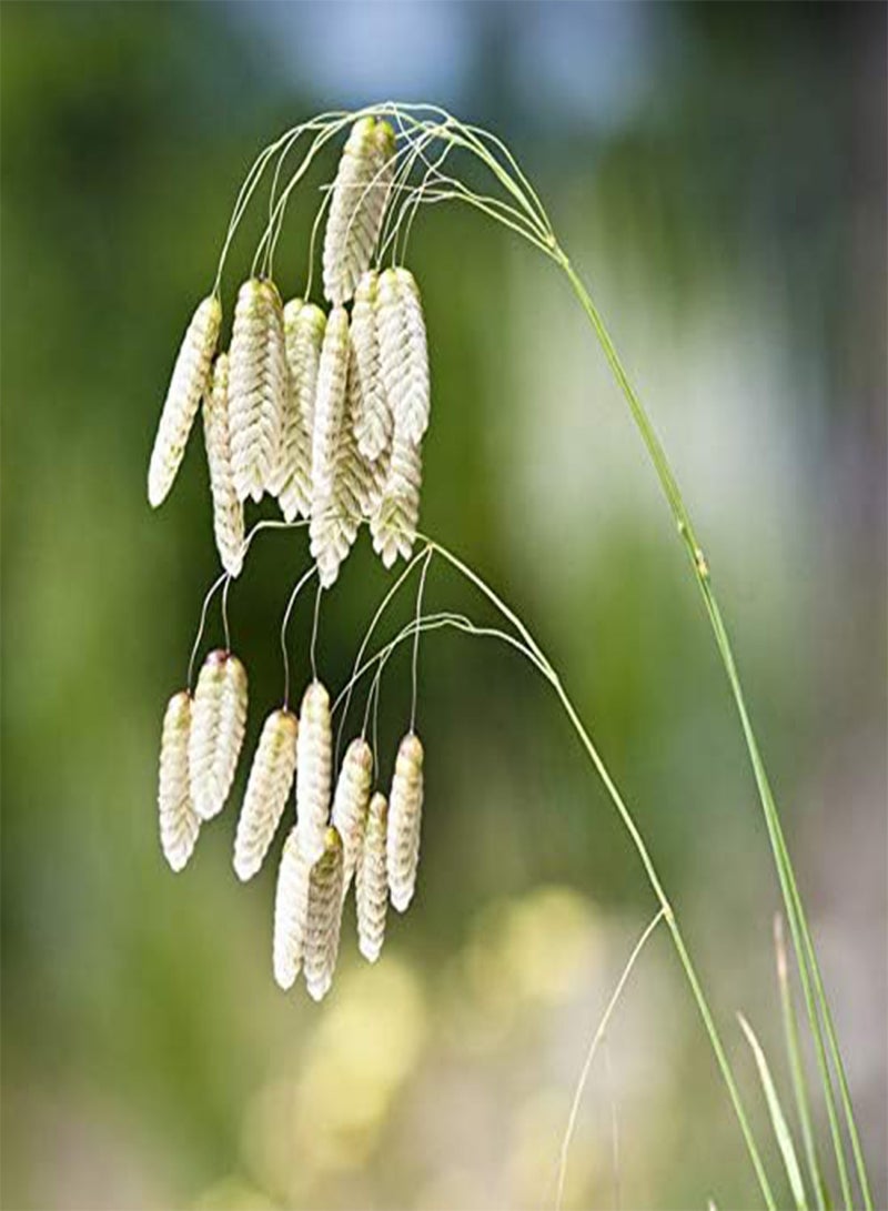 جي جوت بذور عشبة بونساي من إيجرو بريزا ميديا، عبوة من 100 قطعة، مناسبة لنباتات الحدائق المنزلية - Image 4