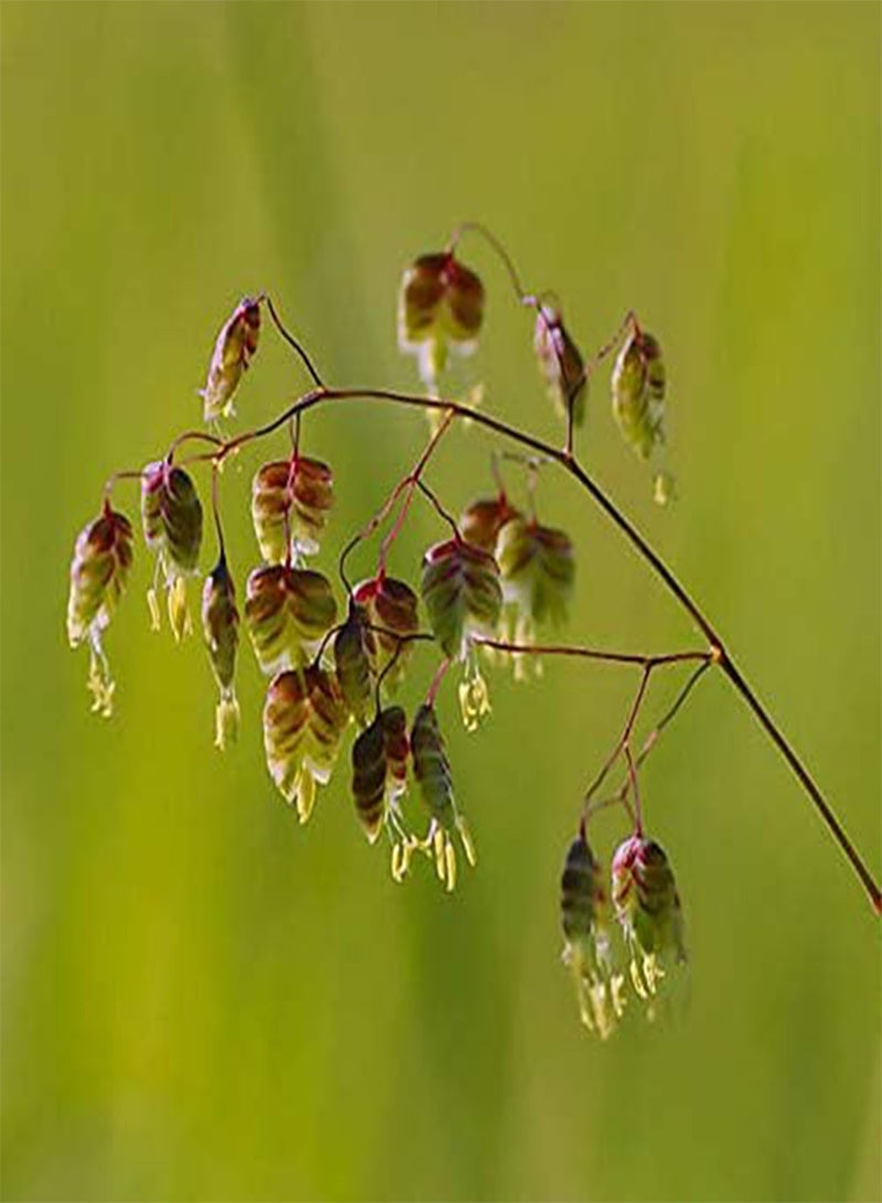 جي جوت بذور عشبة بونساي من إيجرو بريزا ميديا، عبوة من 100 قطعة، مناسبة لنباتات الحدائق المنزلية - Image 2