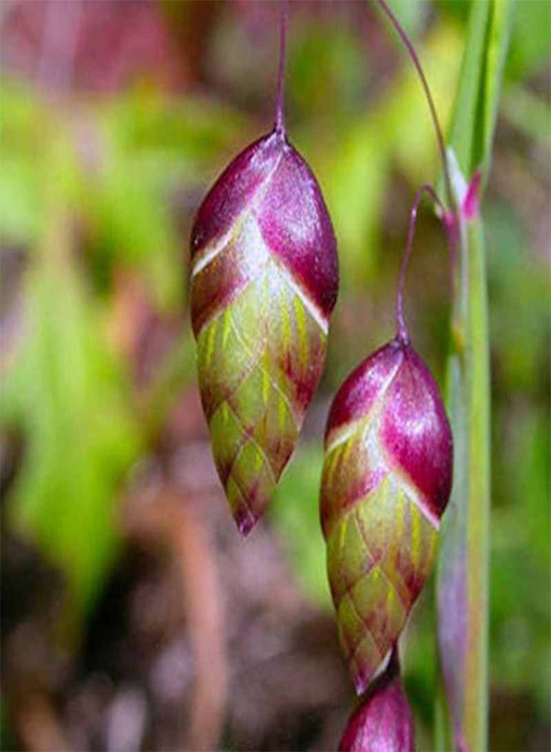 جي جوت بذور عشبة بونساي من إيجرو بريزا ميديا، عبوة من 100 قطعة، مناسبة لنباتات الحدائق المنزلية - Image 5