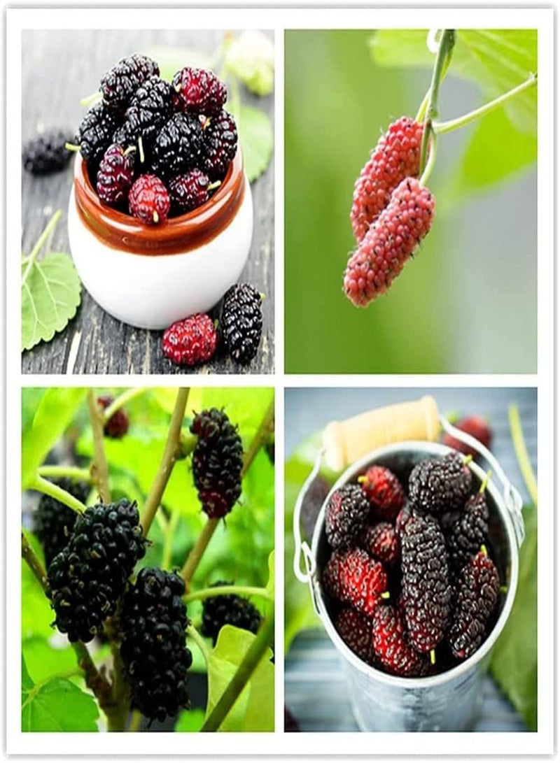 جي جوت 200 قطعة من بذور التوت المتنوعة، ثمار شجيرة التوت البري اللذيذة والعصرية، مناسبة للزراعة في الحدائق الخارجية، زراعة بسيطة، مناسبة لجميع البستانيين - Image 1