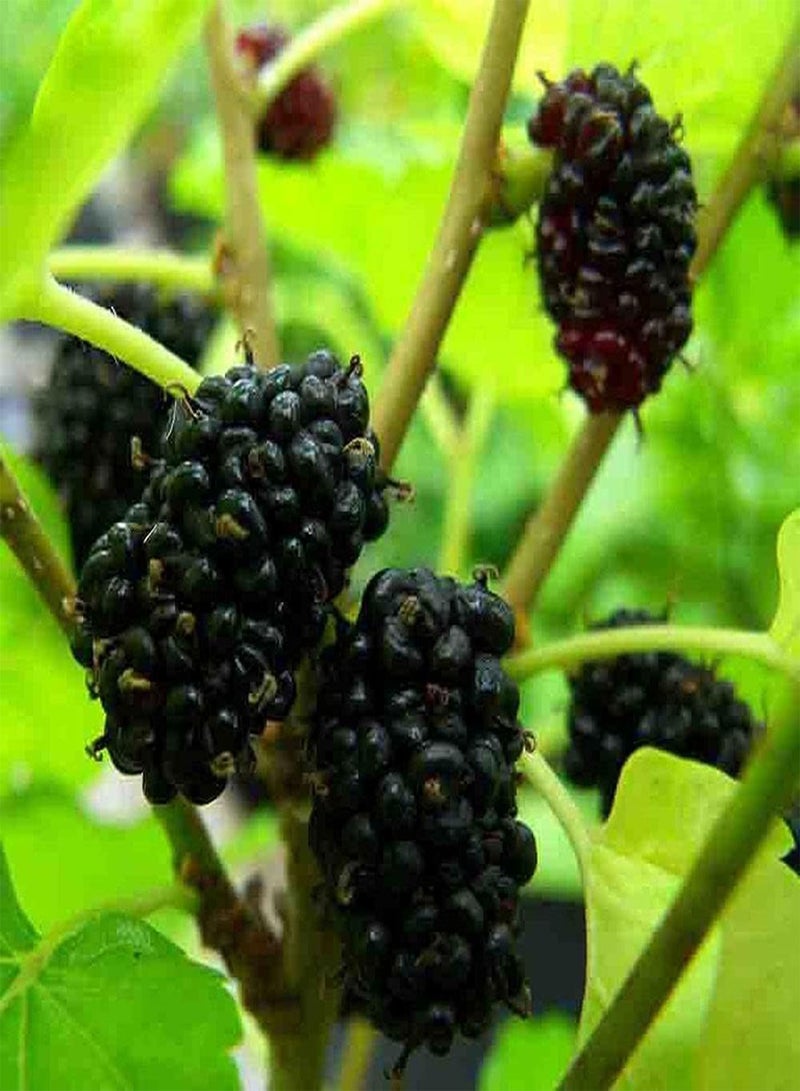 جي جوت 200 قطعة من بذور التوت المتنوعة، ثمار شجيرة التوت البري اللذيذة والعصرية، مناسبة للزراعة في الحدائق الخارجية، زراعة بسيطة، مناسبة لجميع البستانيين - Image 4